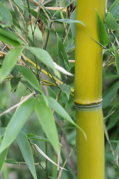 SK_0588. Bambusa - variety not identified. Bamboo. Green subject. Green b / g