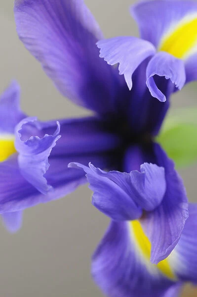 SK_0753. Iris cultivar. Iris. Blue subject. Grey background