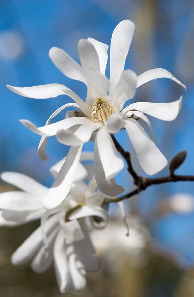 SUB_0117. Magnolia stellata Centennial. Magnolia. White subject