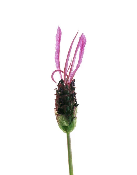 TIS_112. Lavandula stoechas. Lavender - French lavender. Pink subject. White b / g