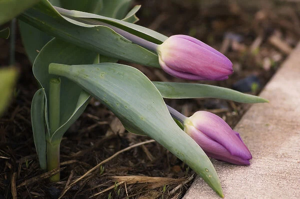 tulipa cultivar, tulip, purple subject