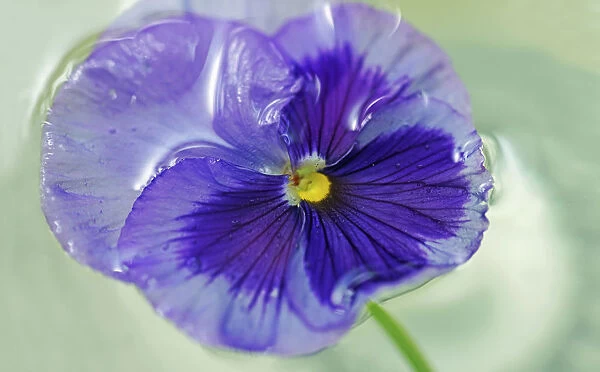 Pansy. Viola, Single mauves coloured flower head floating in water