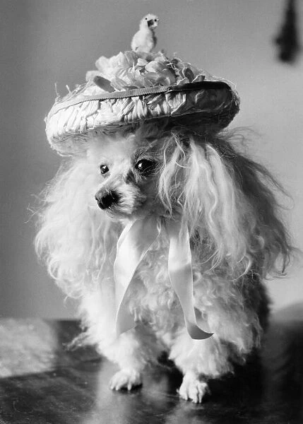10 year old toy poodle, 'Mame'from Westminster with her Easter bonnet