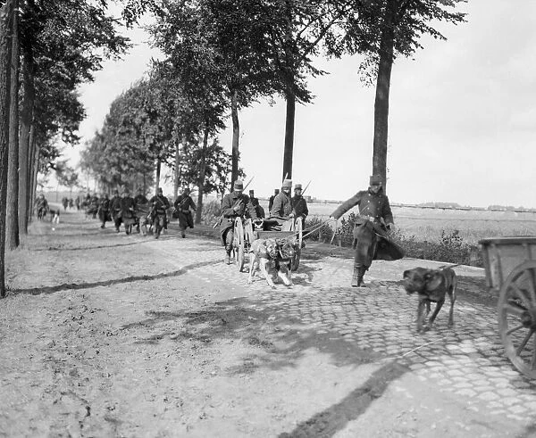 The Battle of Hofstade. Belgian guns drawn by dogs going into action at Hofstade, Belgium