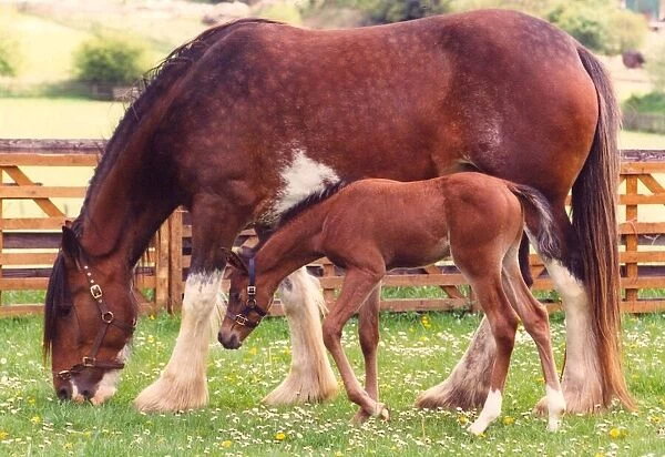 A Clydesdale horse with an Arabian foal she is fostering