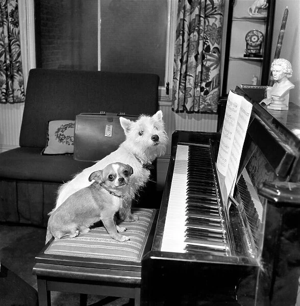 Dog playing the piano. 1965 C100a-010