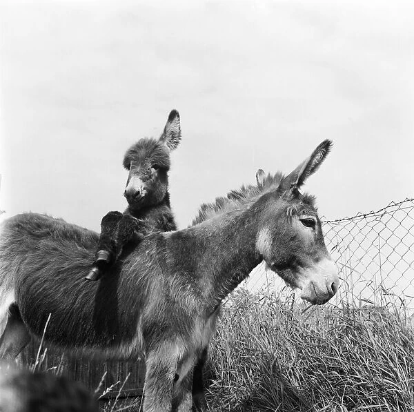 Donkey retirement home in Selsey, Sussex. John Lockwood who cares for 50 retired