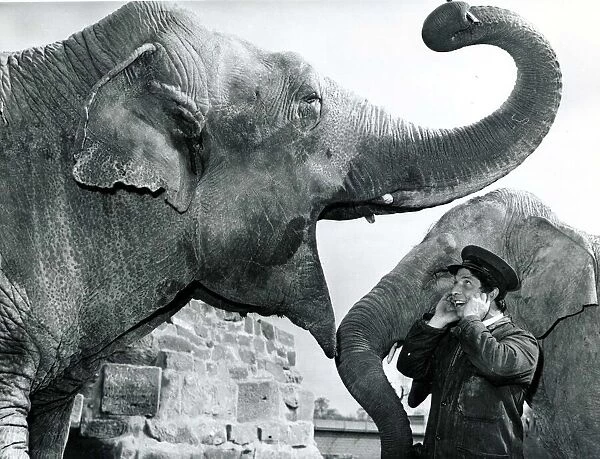 Elephant keeper Norman Sutton holds his ears as Baa Baa the Elephant plays with