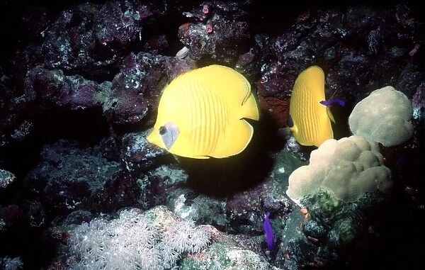 Emperor fangel fish in the Red Sea circa 1988