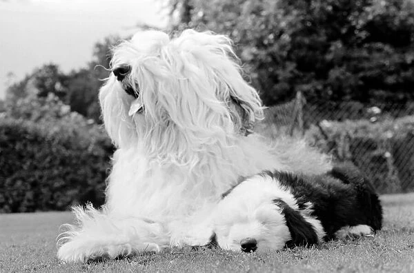 Old English Sheepdogs: When you re only seven weeks old