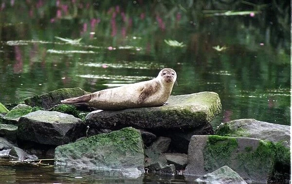 A seal spotted in the River Clyde at Dalmarnock sits on a rock