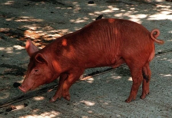 Tamworth pig at Aldenham Country Park July 1996