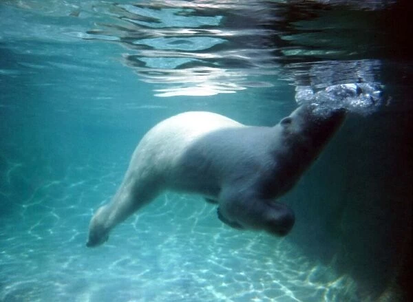 Underwater Polar Bears, London Zoo June 1969 A©Mirrorpix