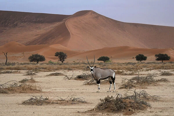 Oryx. Gemsbok (Oryx gazella), Sand Dunes, Sossusvlei area