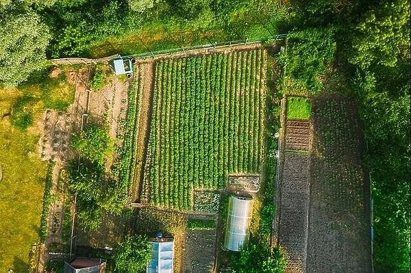 Aerial View Of Vegetable Garden In Small Town Or Village. Potato Plantation And Greenhouse At Summer Evening. Village Garden Beds