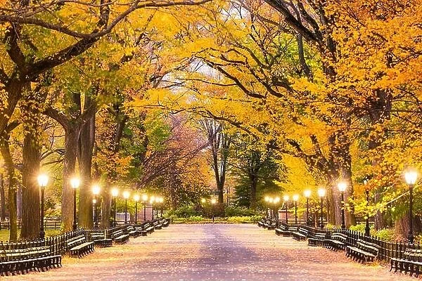 Central Park at The Mall in New York City during predawn hours
