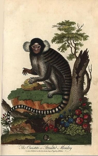 Common marmoset, Callithrix jacchus. Ouistiti or striated monkey. Handcoloured copperplate engraving by J
