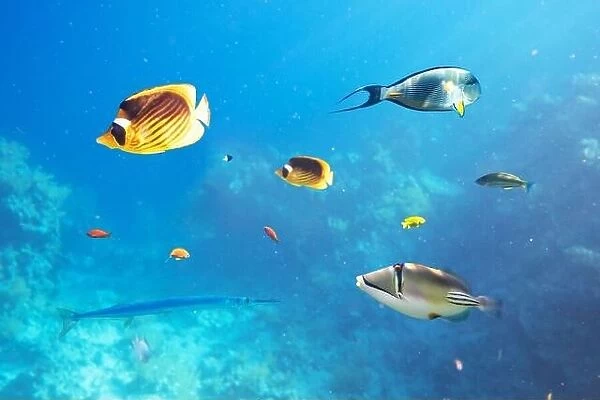 Different tropical fish on a coral reef in the Red Sea