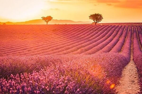 Fantastic summer mood, floral sunset landscape of meadow lavender flowers. Beautiful colorful sky, sun rays, peaceful bright and relaxing nature scene