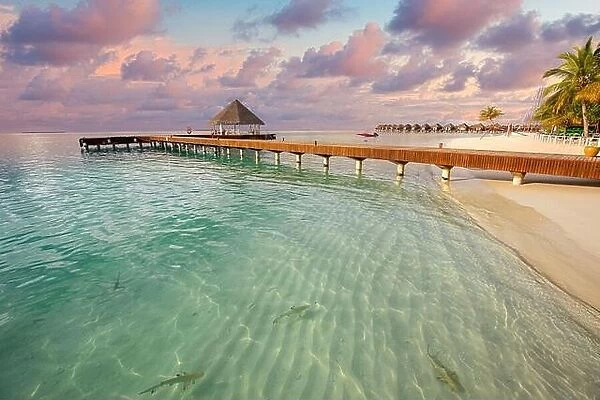 Fantastic sunset beach shore, shallows with sting rays and sharks in Maldives islands. Luxury resort hotel, wooden jetty, over water villa, bungalow