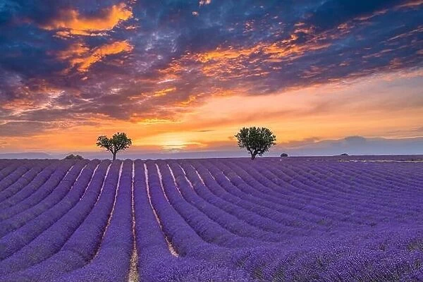 Flower trees landscape, meadow nature. Panoramic landscape. Inspire lavender floral lines horizon. Golden sunset sky calm tranquil relax scenic