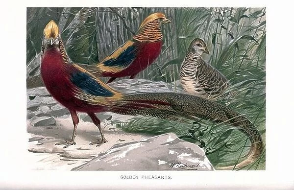 The golden pheasant (Chrysolophus pictus), also known as the Chinese pheasant, and rainbow pheasant