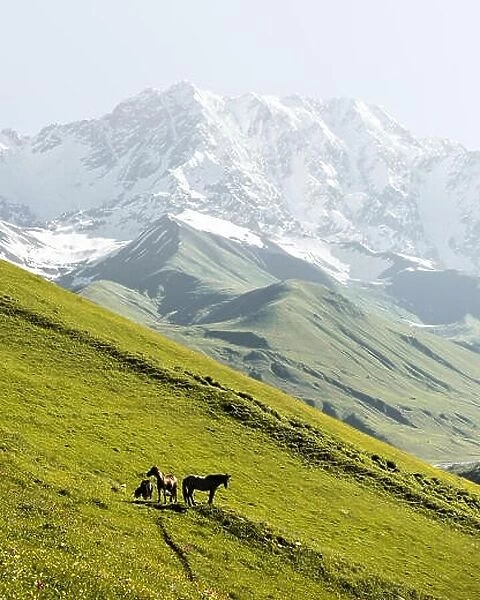 Horses on green valley against main Caucasian ridge