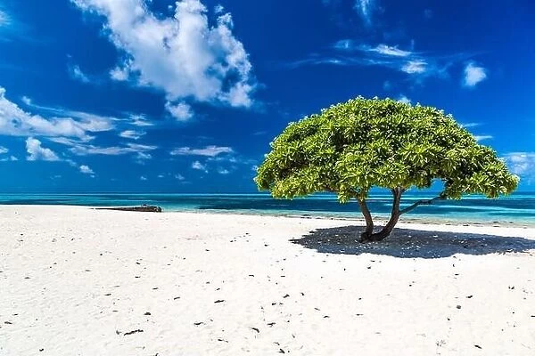The iconic divi divi tree on the white sand of Maldives islands. Sunny day with blue sky and white clouds. Tranquil tropical nature view
