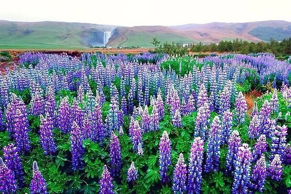 Incredible landscape with lupine flowers field and famous Skogafoss waterfall on background. Iceland, Europe