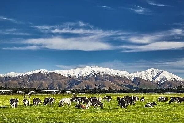 Landscape with snowy mountains and grazing cows, New Zealand