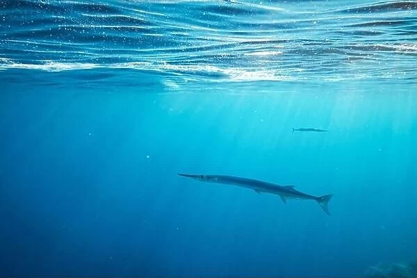 Lonely needlefish hunting on a coral reef
