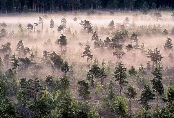 Scenic foggy landscape with mood forest at summer morning at Torronsuo national park, Finland. High angle aerial view