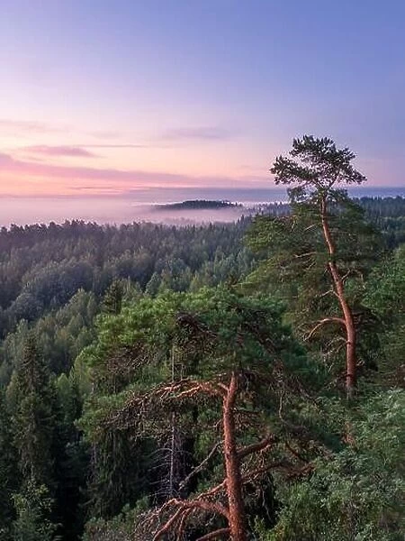 Scenic foggy landscape with mood forest at summer morning at National park, Finland. High angle aerial view