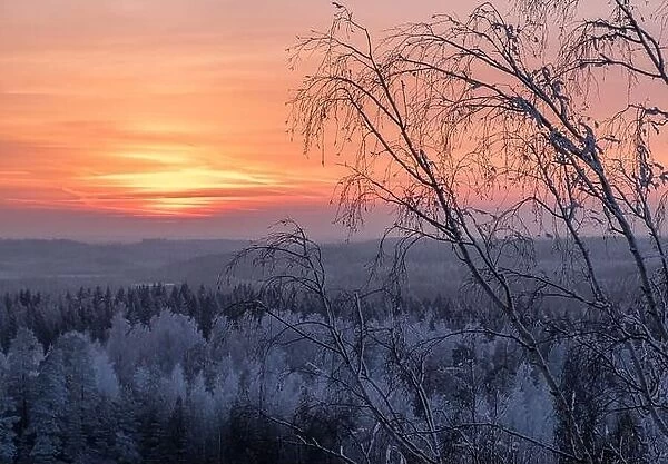 Scenic view with beautiful sunset and frosty tree at winter evening in Finland
