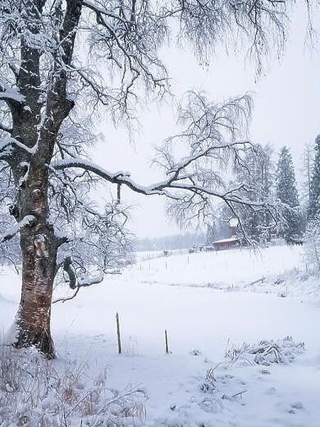 Scenic winter landscape with leafless silver birch and horse farm at cloudy day in Finland