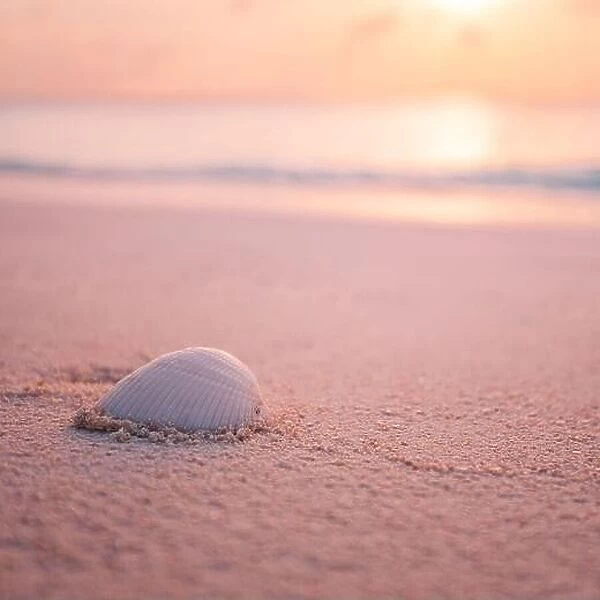 Shell on beach sunset at the sea beach In summer vacation. Exotic shell on sandy beach on sunset, natural summer background. Tropical nature closeup