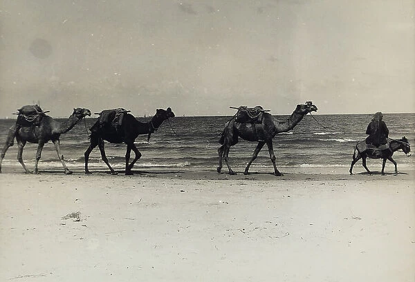 A camel caravan on march, on the sea shores, at Haifa in Israel