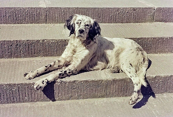 Dog on a staircase