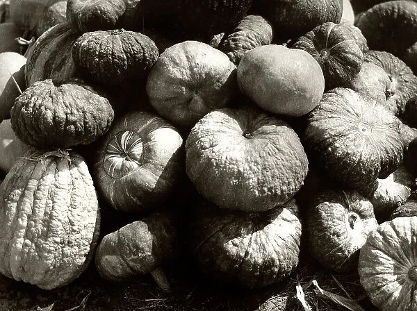 Gourds Italy. Date of Photograph:1950-1960