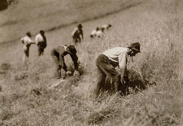 Grass cutters in Montepiano