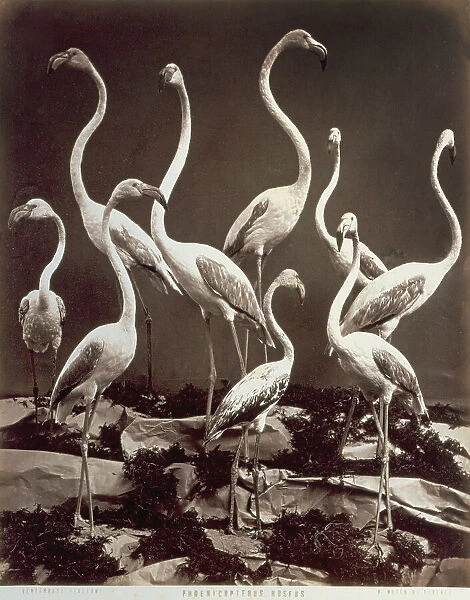 Group of stuffed flamingos (phoenicopterus roseus) on display at the Museum of Natural History La Specola in Florence