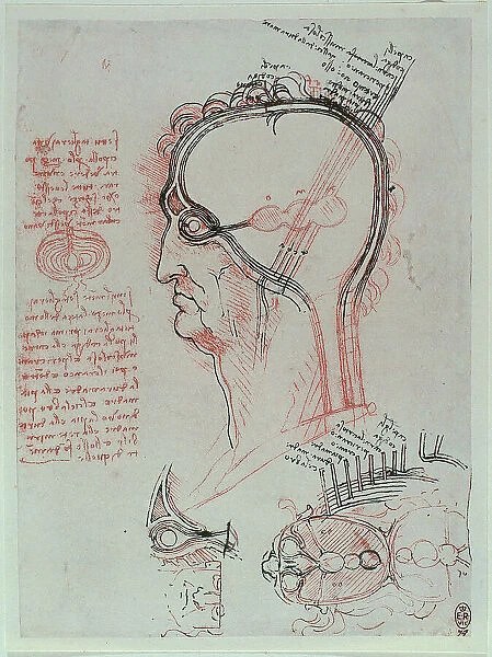 Head section with the anatomy of the eye, pen and sanguine drawing on white paper by Leonardo da Vinci and preserved at the Royal Library of Windsor