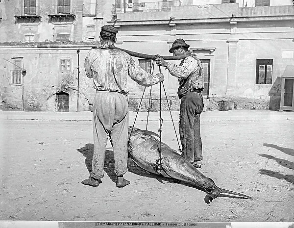 Two men carrying a freshly-caught tuna. Palermo