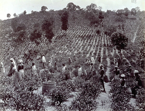 Numerous indian men and women picking tea in a plantation in Kandy (Sri Lanka). The tea harvesters are carrying wicker baskets on their backs