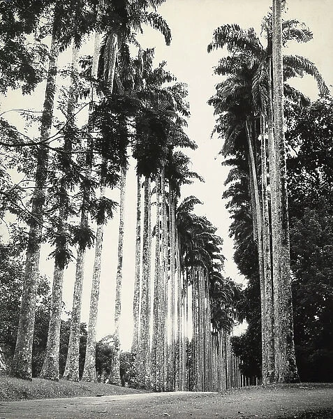 Path with palm trees in the Kandy Botanic Garden in the isle of Ceylon (Sri Lanka)