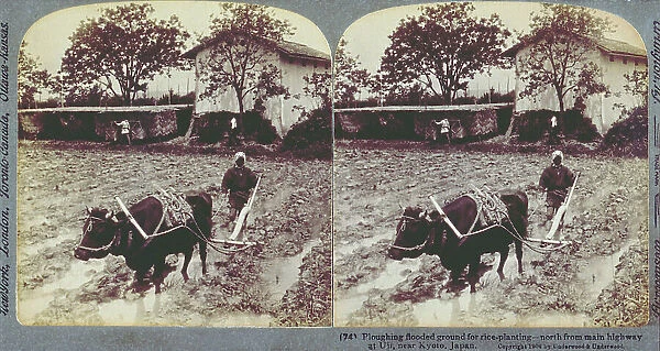 Peasant in Uji in Japan plowing a field with a large black ox. The field is flooded and rice will be planted. In the background a few trees and a farm