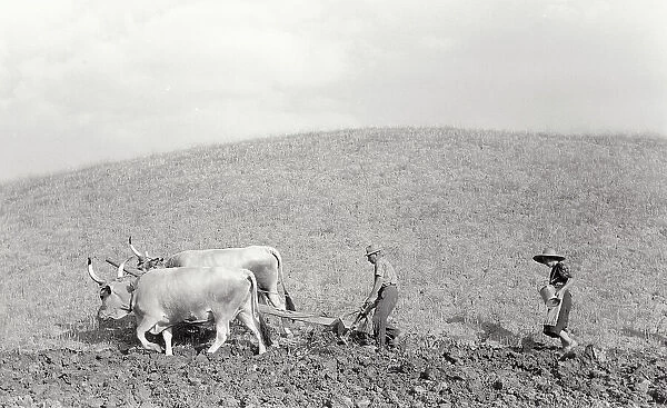 Ploughing Italy. Date of Photograph:1950 ca