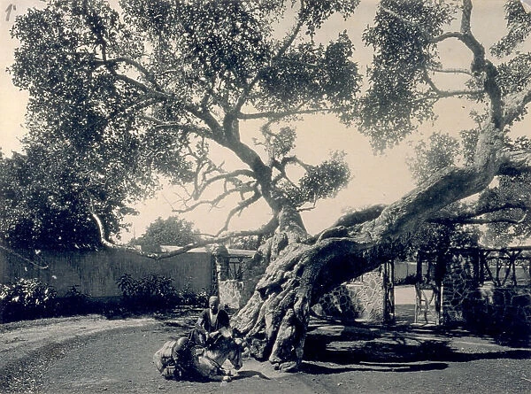 The so-called Virgin's tree in Heliopolis in Egypt. At the base a man and a donkey
