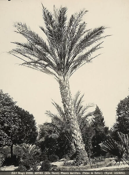 Specimen of the Phoenix Dactylifera (Date Palm). Villa Thuret Garden, Antibes, France