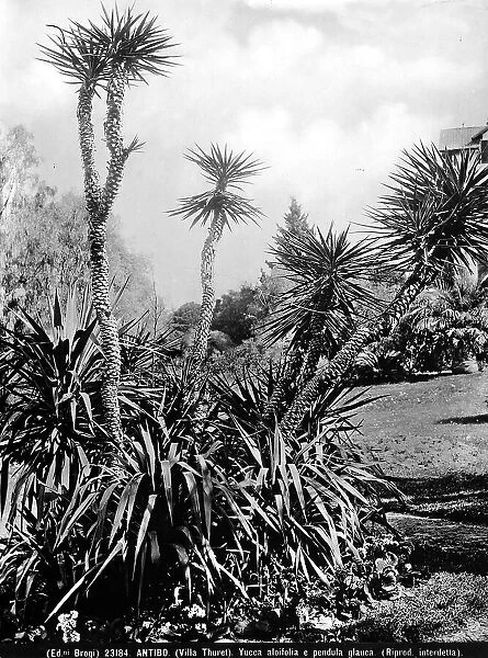 Specimen of Yucca Aloifolia and Weeping Atlas Cedar, Garden of Villa Thuret, Antibe, France